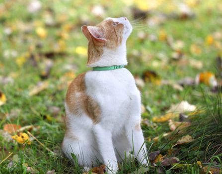 Portrait of a beautiful red cat