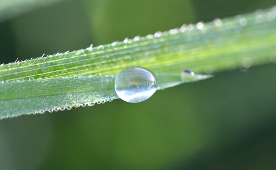 A drop of dew on a blade of grass