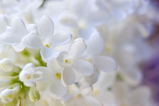 Blooming lilac flowers. Abstract background. Macro photo.