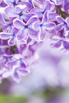 Blooming lilac flowers. Abstract background. Macro photo.