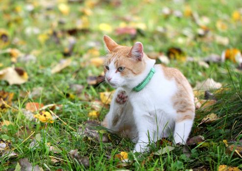 Cat paw scratched in the grass