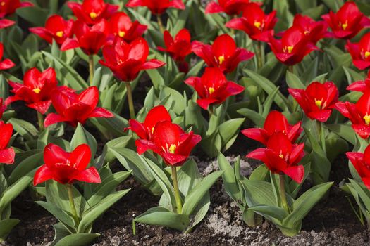 Beautiful tulips in Keukenhof Garden