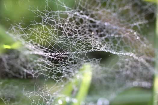 Drops of dew on ��spider web in the grass