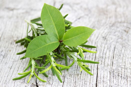fresh herbs - rosemary and bay laurel