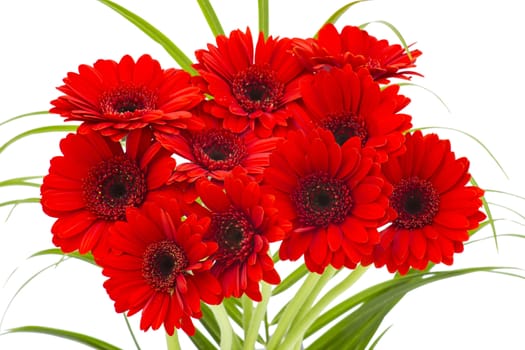 gerbera flowers