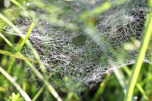 Drops rosy na wide web in the grass