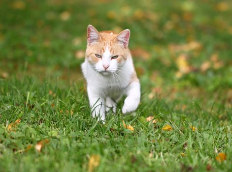 Portrait of a beautiful red cat