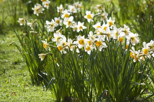white daffodils in the park, springtime