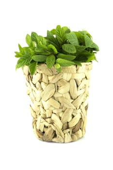 fresh green mints plant in pot on a white background (with clipping work path)