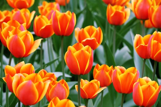 A lot of red and yellow tulips at green background