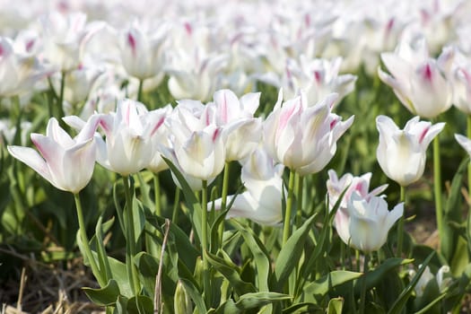 A spring field with white tulips in the Netherlands