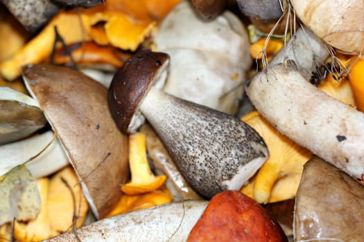 White boletus mushrooms and chanterelles