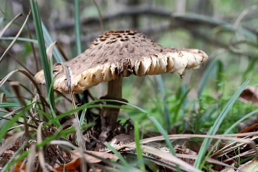 Big mushroom among the grass