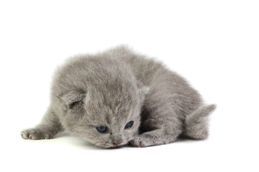 Little british kitten isolated on the white