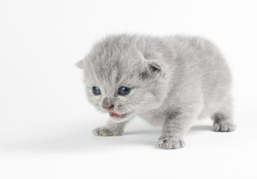 Little british kitten isolated on the white