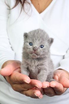 Little british kitten iin the hands