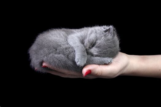 Little kitten sleeping in the hands at dark background