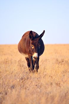 Funny donkey walkning in the field