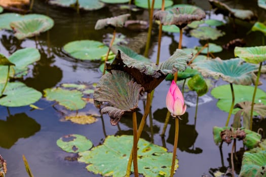 Lotus flower in pond surrounded by lilies