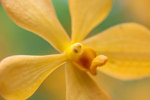 Close-up of a blooming orange orchid flower