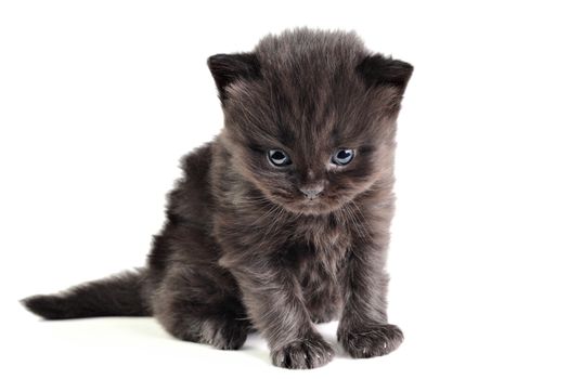 Little british kitten isolated on the white