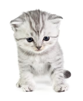 Little british kitten isolated on the white