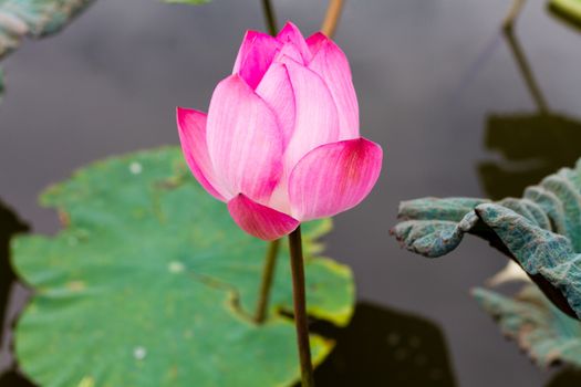 Lotus flower in pond surrounded by lilies