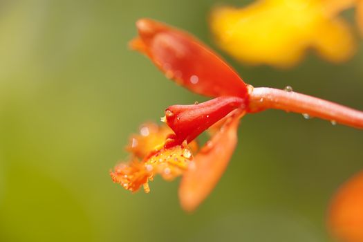 Close-up of a blooming orange orchid flower