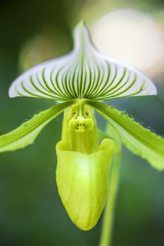 Close-up of a blooming green orchid flower