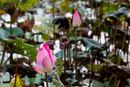 Lotus flower in pond surrounded by lilies