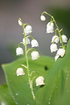 Lily of the valley closup photo