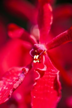 Close-up of a blooming orchid flower looking like a alien