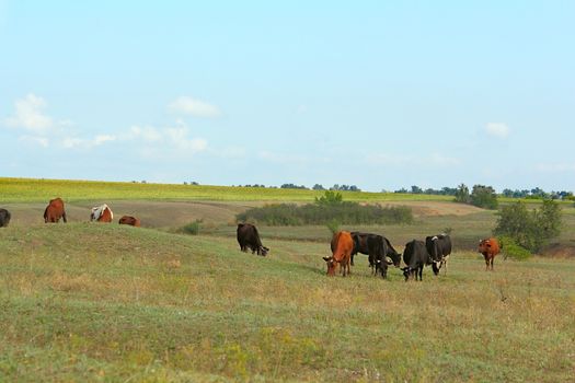 Some cows at the green field