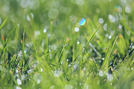 Macro photo of a green grass with a water drops