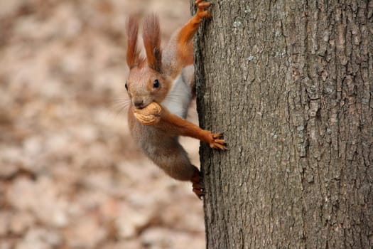 Squirrel with nut on the tree