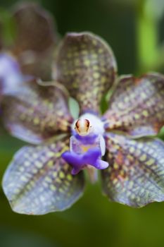 Close-up of a blooming orchid flower looking like an alien