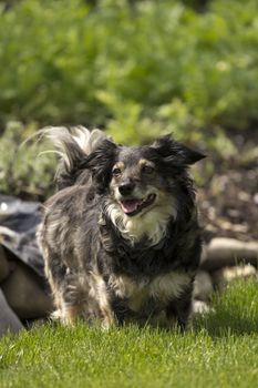 mixed breed dog in a park with green grass and bushes 