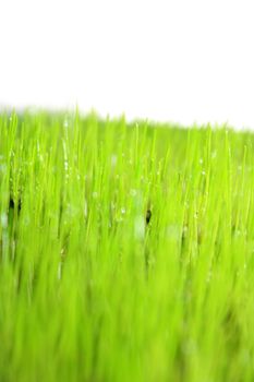 green grass with white background 