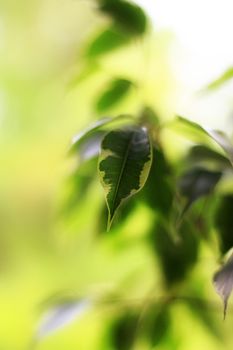 Leaves of a plant with green and yellow background 