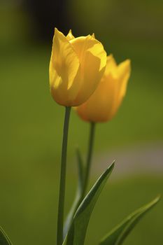 two yellow tulip with a green background 