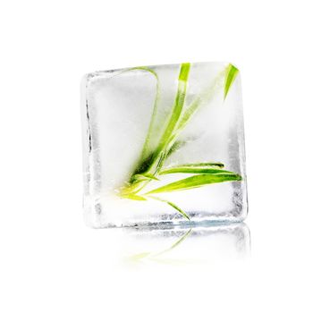leaves of a plant in ice cube 