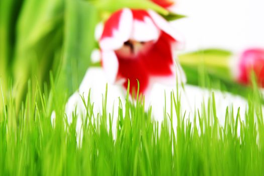 Big grass and tulips isolated on white background 