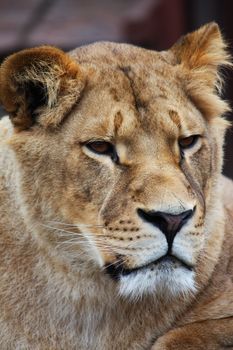 Beautiful lioness portrait