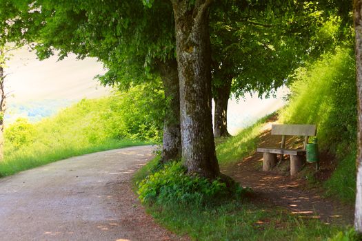 way through the mountains with a bench under the trees 