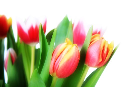 Beautiful pink tulips isolated on white background