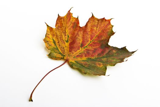 Autumn leaf isolated with white background 