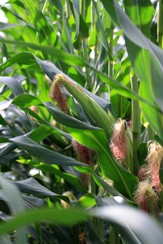 a big corn field with several corncobs 