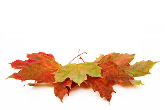Autumn leaves isolated  