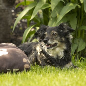 mixed breed dog in a park with green grass and bushes 