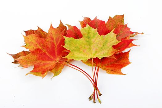 Autumn leaves isolated  